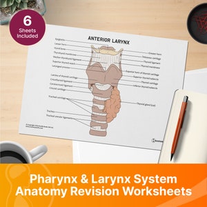 Pharynx & Larynx Anatomy Revision Worksheets (Interactive and Printable PDFs)