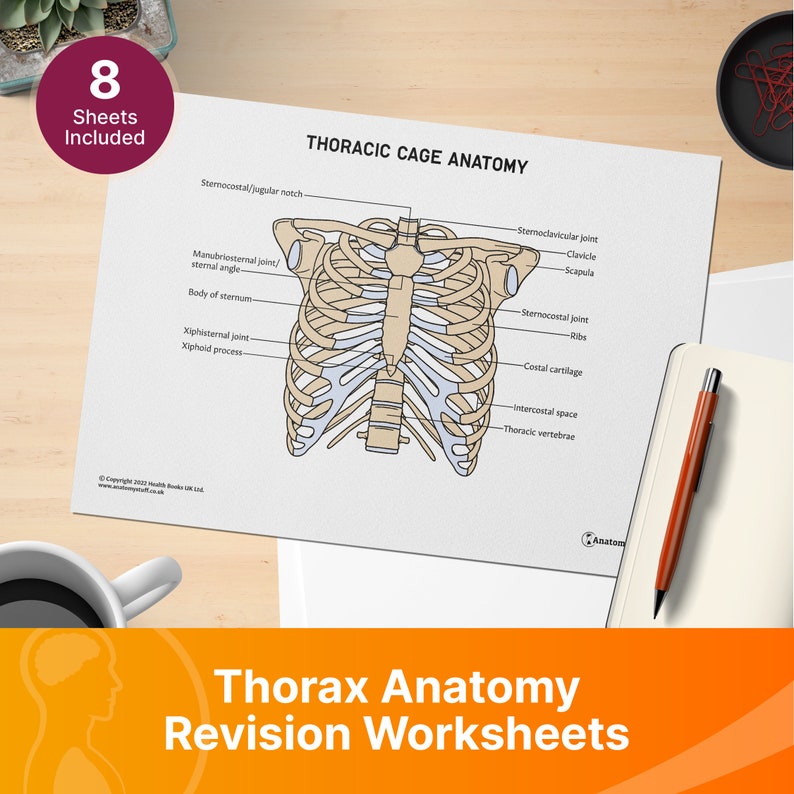 Thorax Anatomy Revision Worksheets (interactive and Printable Pdfs) - Etsy