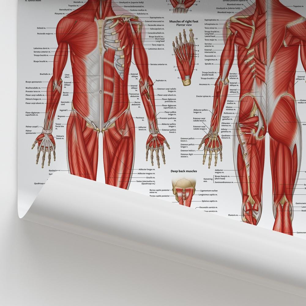 Muscular Anatomy Chart Etsy