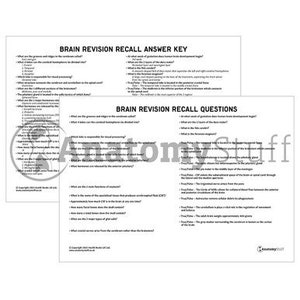 Brain Anatomy Revision Worksheets (interactive and Printable Pdfs) - Etsy
