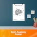 Brain Anatomy Poster & Activity Sheet PDF - Etsy