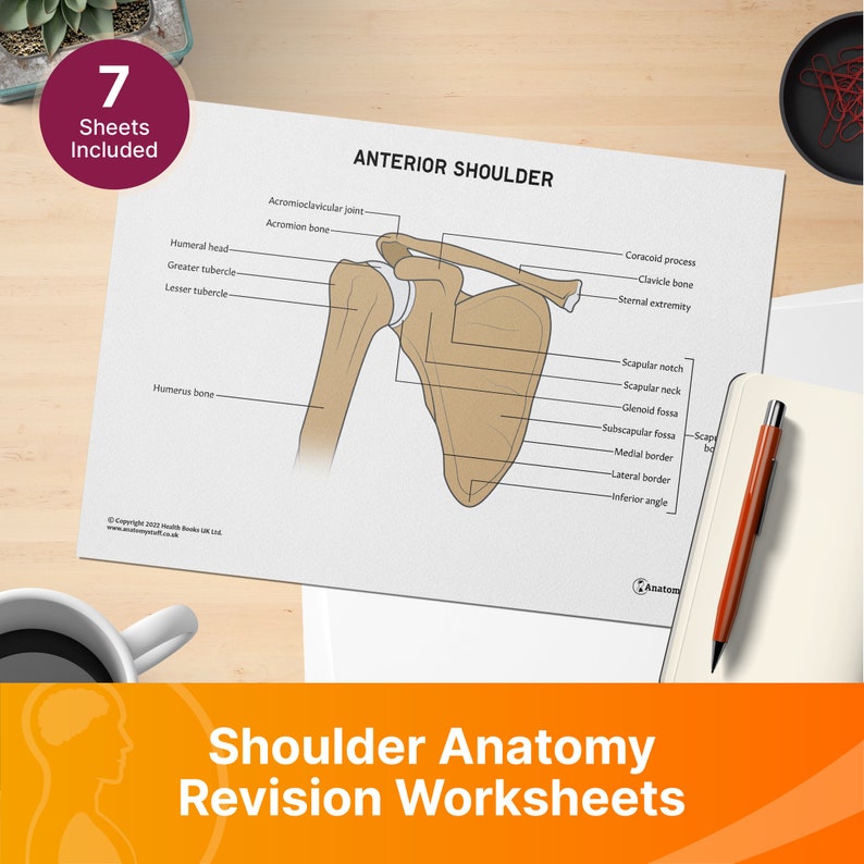 Shoulder Anatomy Revision Worksheets (interactive and Printable Pdfs ...