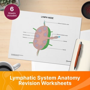 Lymphatic System Anatomy Revision Worksheets (Interactive and Printable PDFs)
