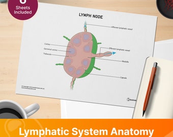 Lymphatic System Anatomy Revision Worksheets (Interactive and Printable PDFs)