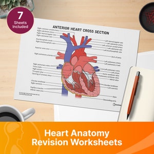 Heart Anatomy Revision Worksheets (Interactive and Printable PDFs)