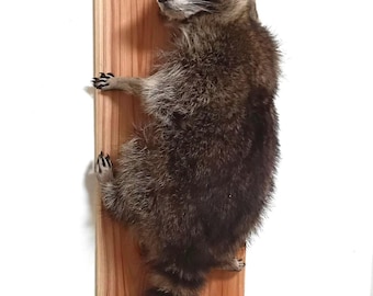 Real Raccoon Taxidermy Wall Mount - Full Body Climbing Raccoon on Cedar Wood Plaque - Rustic Home Decor, Oddities and Curiosities
