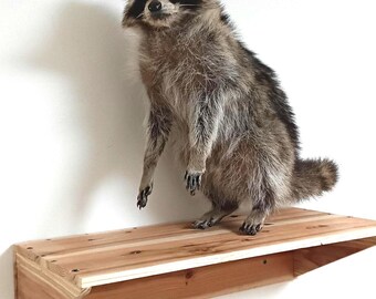 Full Body Standing Raccoon Taxidermy Mount on Wooden Shelf - Real Lifelike Raccoon Wall Display - Gothic Decor, Curiosities, Rustic Art