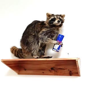 May include: A taxidermy raccoon with grey, black, and brown fur standing on a natural wood shelf. The raccoon is holding a blue and silver Red Bull energy drink can in its front paws. The shelf is mounted against a plain white wall.