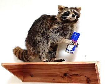 Divertente tassidermia di un procione che tiene in mano una lattina di Red Bull su uno scaffale di legno - Procione imbalsamato a corpo intero - Regalo scherzoso, tassidermia di cattivo gusto, stranezze