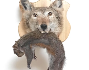 Cabeza de coyote disecada súper genial y exquisita con ardilla muerta en la boca.