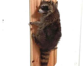 Real Raccoon Taxidermy Wall Mount - Full Body Climbing Raccoon on Wood Plaque - Rustic Home Decor, Oddities and Curiosities, Cabin Decor