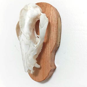 Puede incluir: Un cráneo de animal blanco montado sobre una placa de madera. El cráneo está posicionado en el lado izquierdo de la placa, mostrando su intrincada estructura ósea. La placa de madera tiene un acabado de vetas naturales.