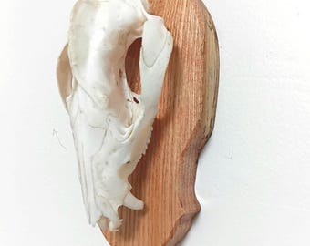 Montaje de cráneo de zarigüeya occidental súper genial