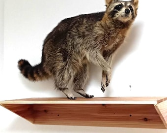 Full Body Walking Raccoon Taxidermy Mount on Wood Shelf - Real Lifelike Alert Raccoon Wall Display - Cabin Wildlife Decor, Goth Curiosities