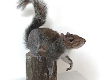 Beautiful High Quality Taxidermied Squirrel Mount