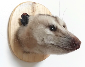 Lindo ejemplar disecado de cabeza de zarigüeya