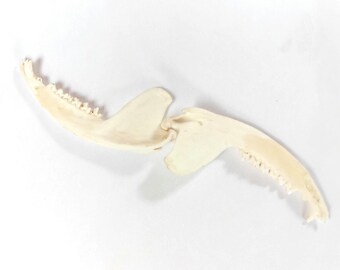 Hermosa mandíbula de zarigüeya con todos los dientes.