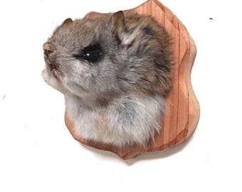 Super Cute Real Flying Squirrel Taxidermy Shoulder Mount - Mammal Head Mount on Cedar Plaque - Oddities and Curiosities, Vulture Culture