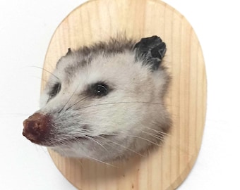 Adorable cabeza de zarigüeya occidental pequeña en placa de pino