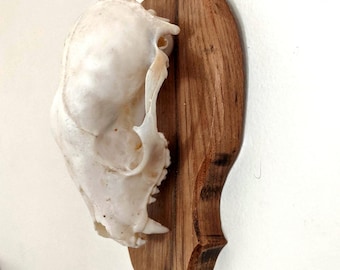 Super Cool Raccoon Skull on Plaque