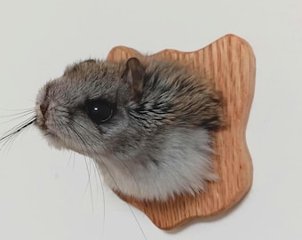 Ardilla voladora disecada sobre placa de roble acabado.