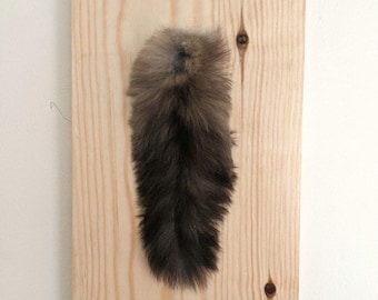 Cola de ardilla voladora rara montada en una placa