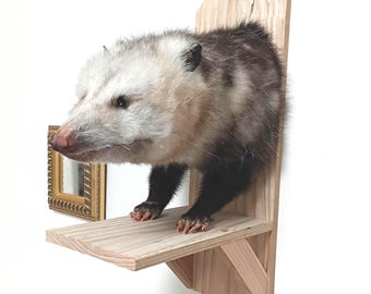 Impresionante montaje de medio cuerpo de zarigüeya occidental