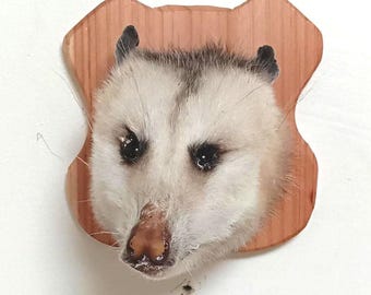 Taxidermy Opossum Head Mount – Unique Western Wildlife Wall Art, Rustic Cabin Decor, Man Cave Gift