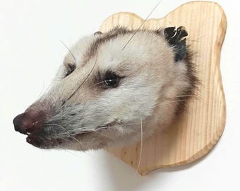 Cabeza de zarigüeya occidental disecada/montada de alta calidad