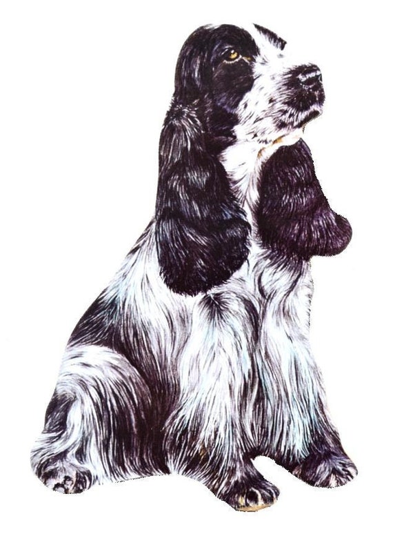 English cocker top spaniel gifts