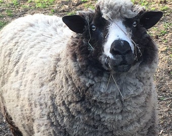 Lincoln/Corriedale sheep, 1/2 pound of raw wool