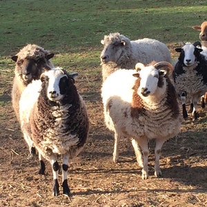 May include: A group of five sheep standing in a grassy field. The sheep are various shades of white, brown, and black.