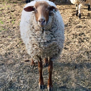 May include: A close-up of a sheep with a brown face and legs, and a thick, white, woolly body. The sheep is standing in a field of dirt and hay, looking directly at the camera.
