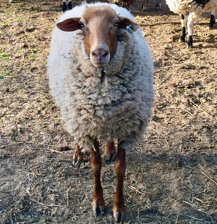 California Red Raw Sheep Wool Etsy