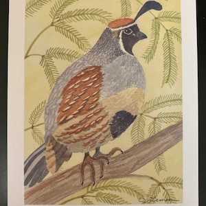Quail in Mesquite Tree print