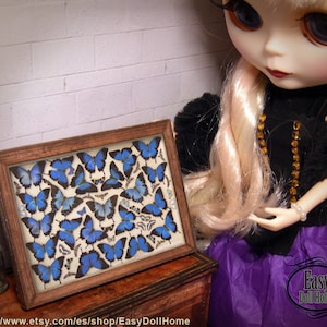 1:6 MINIATURE framed taxidermy, reproduction of a authentic victorian butterflies case, dollhouse miniature, Printable, DIY, free tutorial.