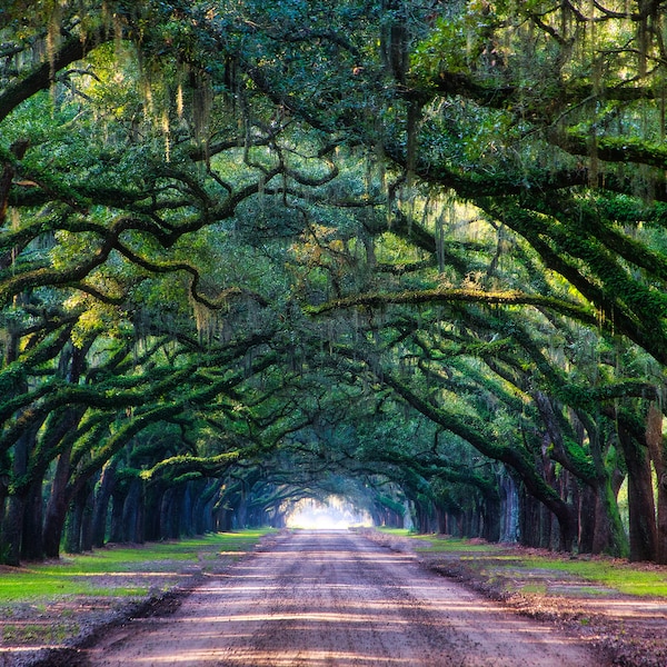 Magical Savannah Georgia Gorgeous Spanish Moss Wormsloe Historic Site Canvas Prints Wall Decor Living room Magic