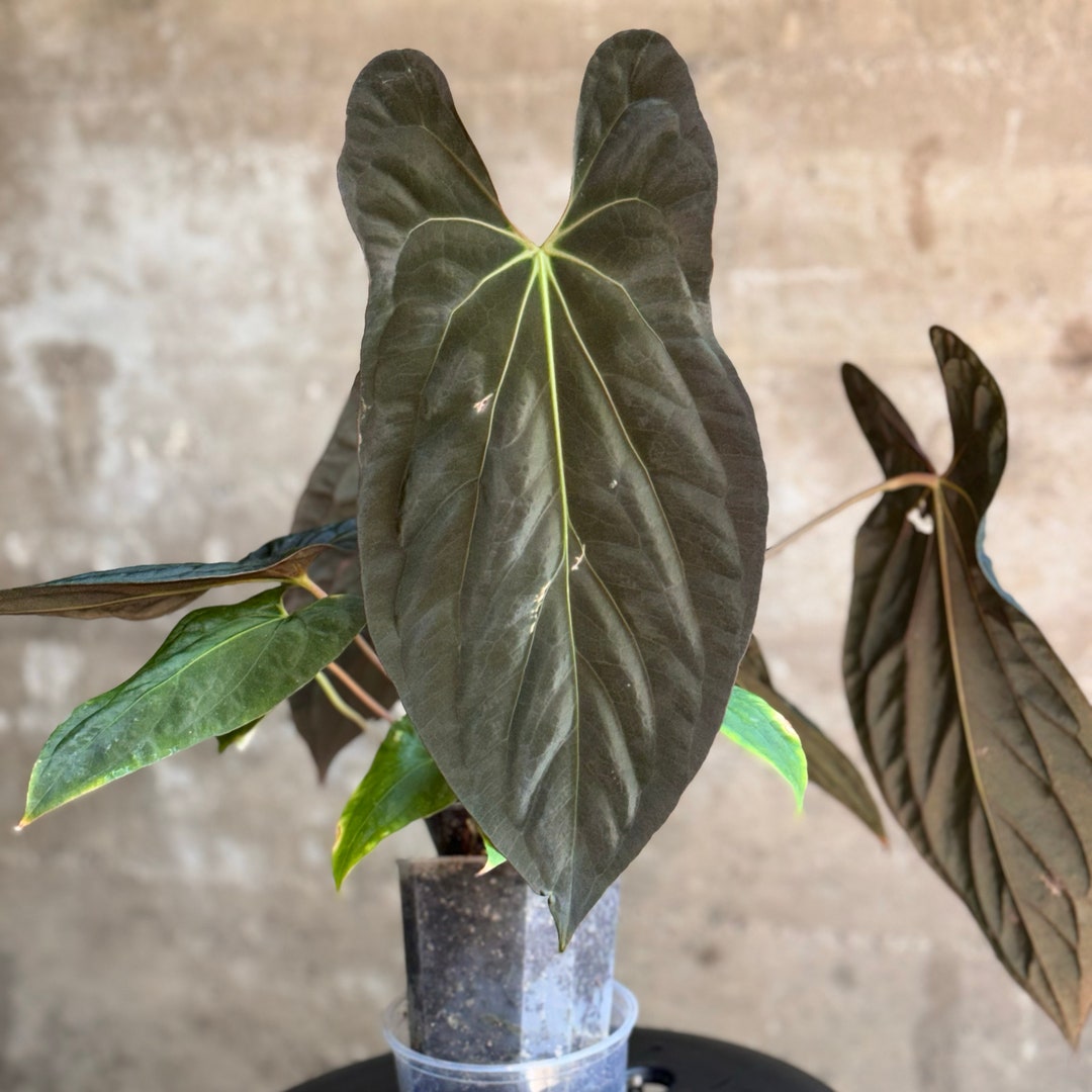 Anthurium Ree Pap Anthurium Papilillaminum DIVISION Ree Gardens X long X Long Bullate - Etsy