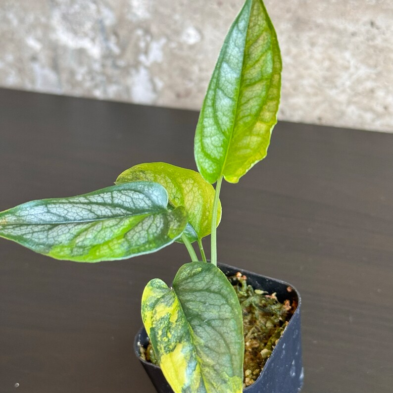 2-2 Aurea Variegated Monstera Siltepecana image 3