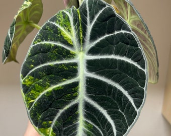 2-2 Alocasia Ninja Aurea Variegated Corm