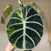 see more listings in the Alocasia section