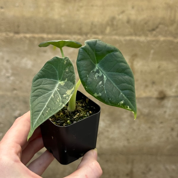 Albo Variegated Alocasia Maharani