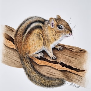 Original Watercolour Painting of Chipmunk. Realistic style animal portrait. Gift, Animal artwork