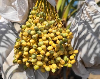 Yellow Barhi Dates - Khalal Stage