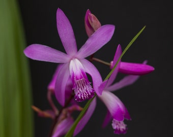 Chinese Orchid ~ Bletilla striata