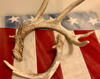 Deer Antlers - Craft Deer Antlers/Dog Chews - Grade A