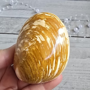 petrified fossil shell