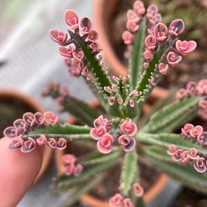 10/20/30 Kalanchoe Pink Butterfly Rosettes | Kalanchoe x Houghtonii Plantlets | Variegated Mother of Millions Succulent | Popular |