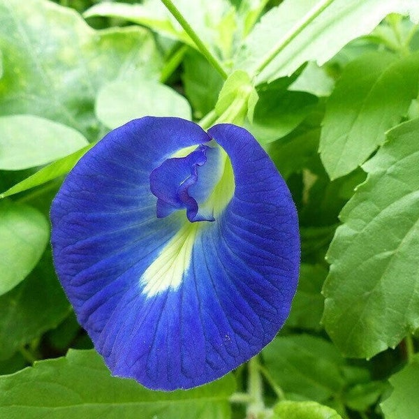 10+ Blue Butterfly Pea Vine (Clitoria Ternatea) Seeds | Asian Pigeonwings | Bluebell Vine | Organic | Non-GMO | Heirloom | NEW! 2024 |