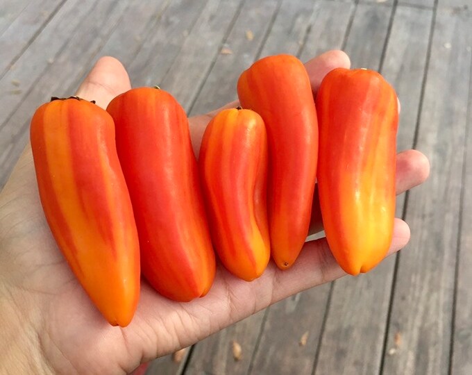 30 Bicolored Minisweet Pepper Seeds Lunchbox Peppers Etsy